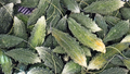 Bitter Gourd/Karela 1kg