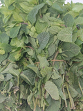 Mint leaves/ Pudina (1stk)