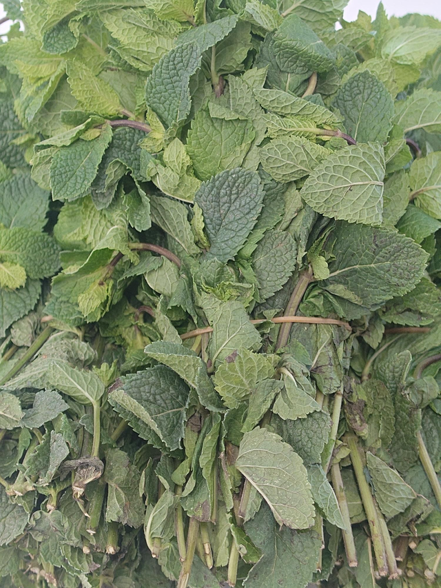Mint leaves/ Pudina (1stk)