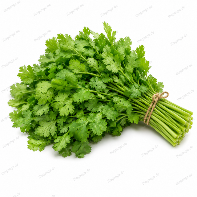 Coriander / Dhaniya / Kothimbir