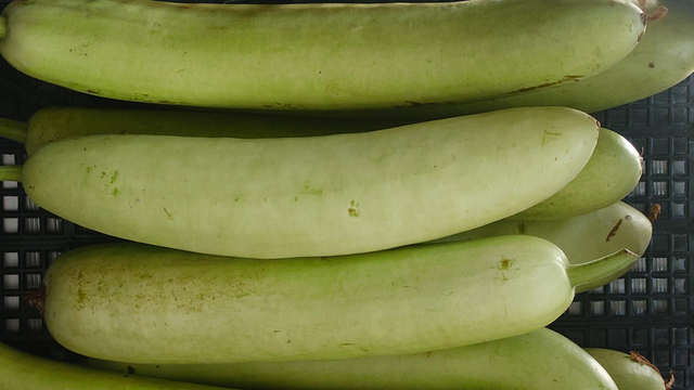 Bottle Gourd/Dudhi Bhopla 350gm