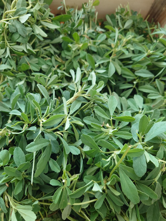 Methi, Fenugreek (1 stk)