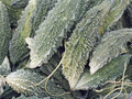 Bitter Gourd/ Karela 500gms
