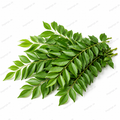 Curry Leaves 30gm (Approx)